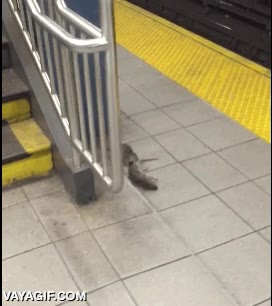 rata,comer,pizza,igual es su compa&ntilde;era :(,sea como sea es triste