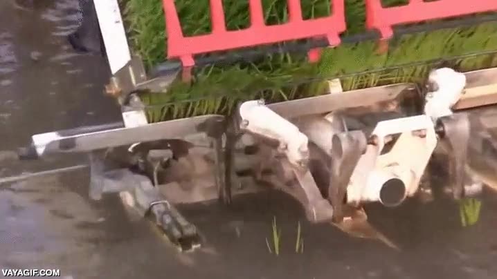 Enlace a Máquina que planta arroz de manera automática