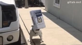 perro,caja,morder,manos,bulldog,fail