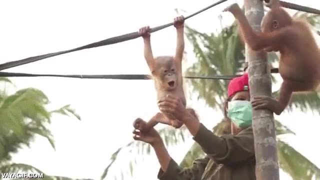 orangutan,animales,bebe,cr&iacute;a,ense&ntilde;ar,colgarse,se quedan sin su habitat