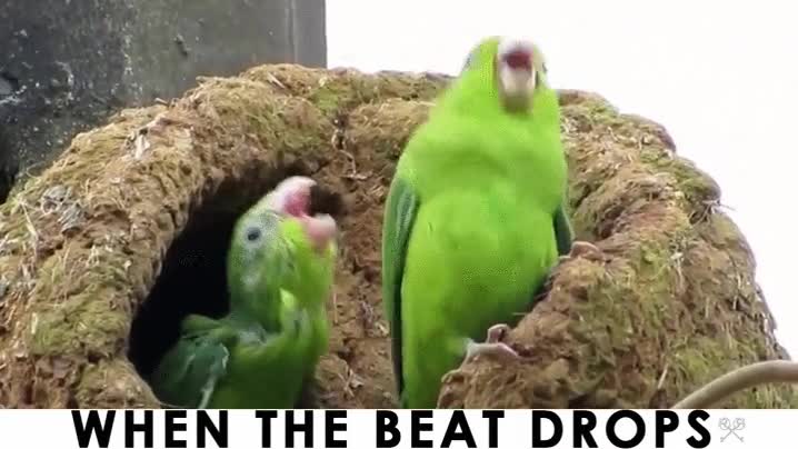 fiesta,loro,locura,pajaro,ave,when the beat drops
