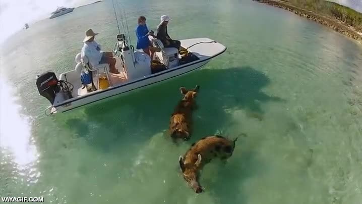 nadar,nadadores,cerdo,cerdos,agua,playa