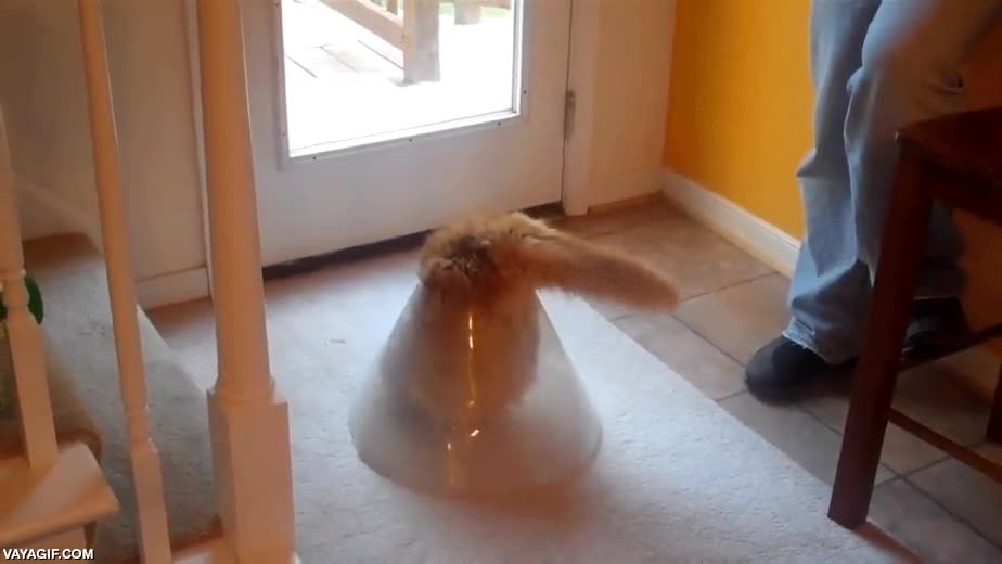 gato,los gatos son as&iacute;,cono,meterse