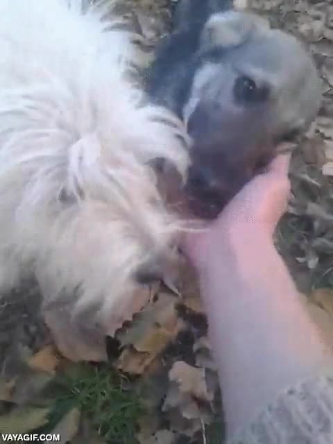 acordarse,perro,dejarse tocar,caricias,acariciar