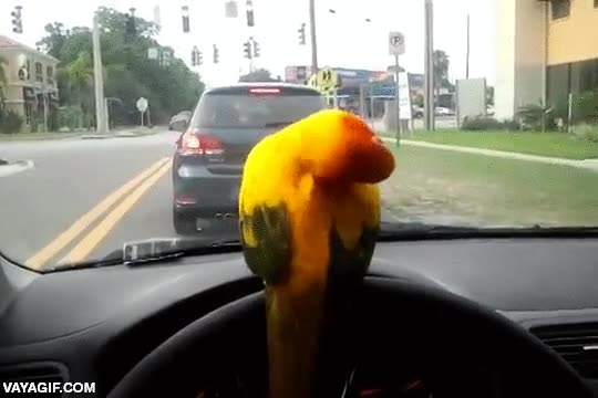 atasco,loro,pajaro,tropical,locura,nervios,coche,volante