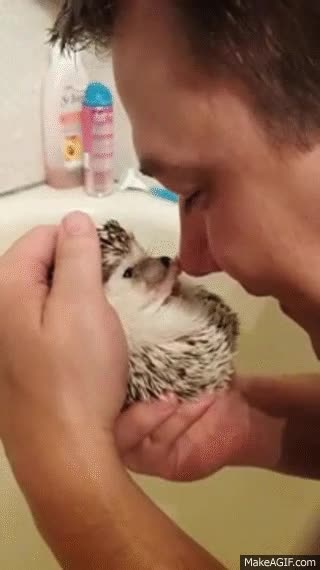 Enlace a Si hay algo más adorable que este erizo, yo no lo he visto