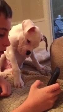 perro,cachorro,enfadado,hazme caso,pedir atenci&oacute;n,telefono,no lo entiende