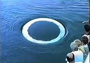 ballena,jorobada,burbuja,gigante,soplar,incre&iacute;ble,tama&ntilde;o,agua