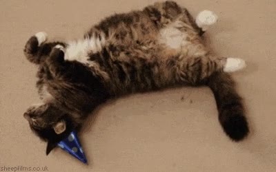 gato,fiesta,año nuevo,bebidas