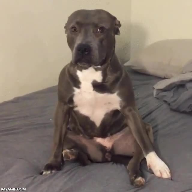 camara,bloquear,personas,perro,dejarse caer