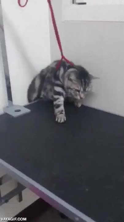 escapar,correa,cadena,muy habil,ninja,camilla,veterinario