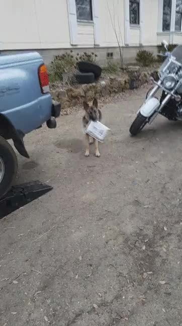 paquete,llevarse,perro,mensajero,correr,huir