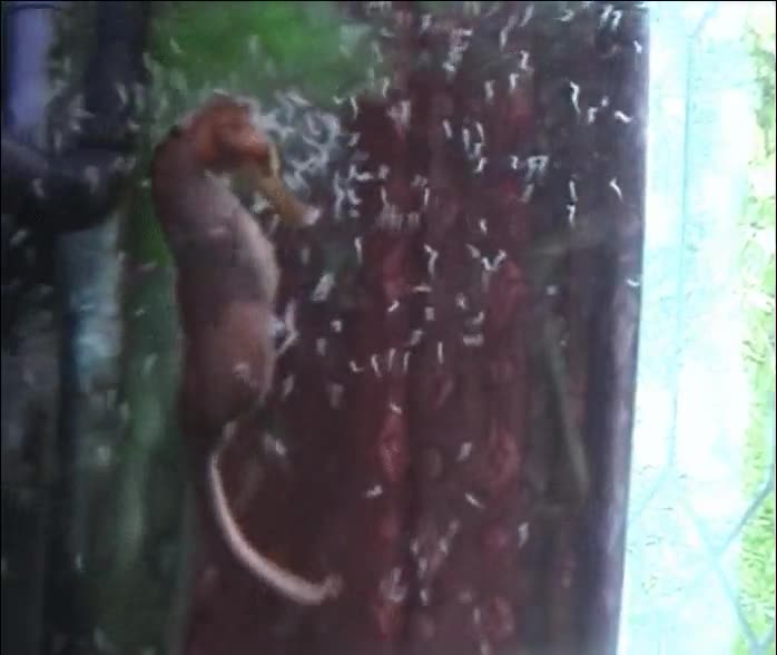 Enlace a Un caballito de mar macho dando a luz, ¿y tú crees tener una familia numerosa?