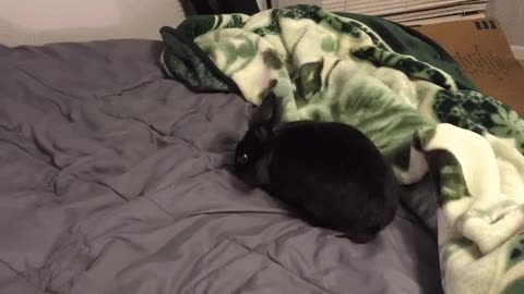 conejo,estirar,arrugas,delicado el animalito,cama