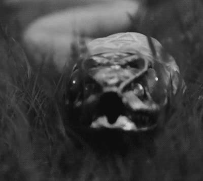 serpiente,piel,cambiar,mudar,SNAAAAAAKE!