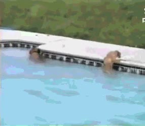 salvar,perro,piscina,agua,rescatar,madre e hijo probablemente