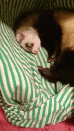 huron,muy sobado,dormido,sleepy,adorable