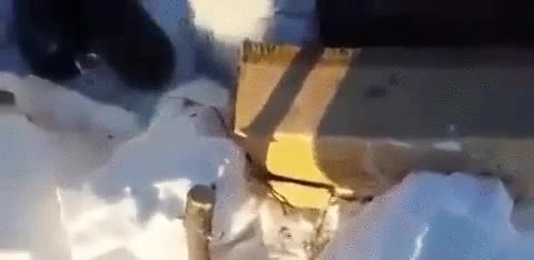 zorro,artico,escapar,cazador,trampa,hacerse el muerto