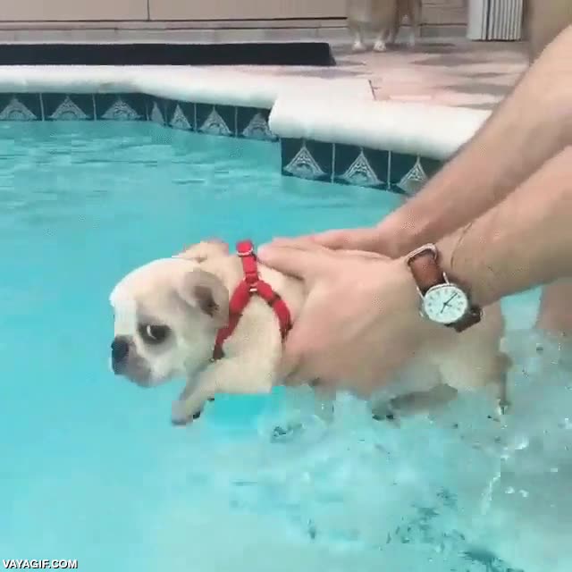 perro,perrito,cachorro,nadar,piscina,antes de tiempo