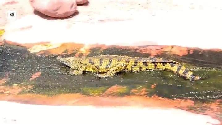 cocodrilo,caiman,tobogan natural,parque acuatico,tirarse,agua