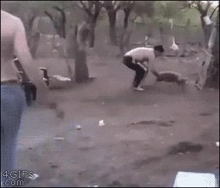 cerdo,ataque,puerco,atacar,defender,cr&iacute;a,gorrino