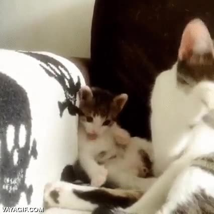 especies,gato,hijo,cría,madre,aprender,imitar,limpiarse,lavarse