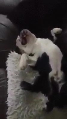 cara,felicidad maxima,vigilante,sue&ntilde;o profundo,debe ser sordo o algo,perro,sof&aacute;