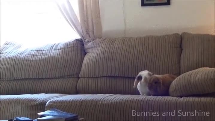 Enlace a Conejos realizando un test de colisión lateral