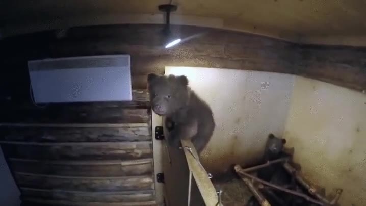 cachorro,cr&iacute;a,escapar,intento,tiene pinta de criadero poco legal,oso