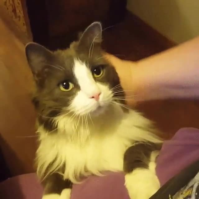 Talos,gato,pedir,caricias,acariciar,mimos