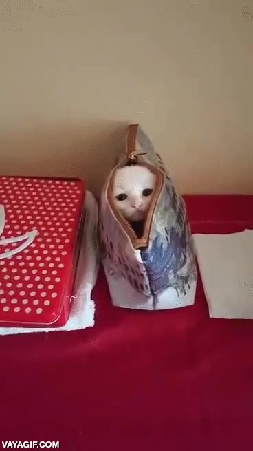 gato,estuche,neceser,cabeza,asomar,escoder,cucu,cu-cu