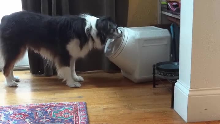 perro,mas listo que el hambre,el hambre agudiza el ingenio,dog-proof,a prueba de perros,inteligente