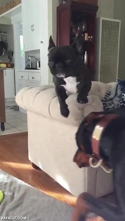 chocar,es un tronquito,bulldog frances,choque,fail,perro