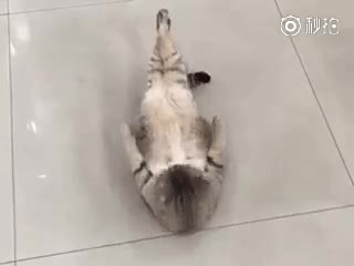 gato,conseguir,abdominales,tableta de chocolate,fail