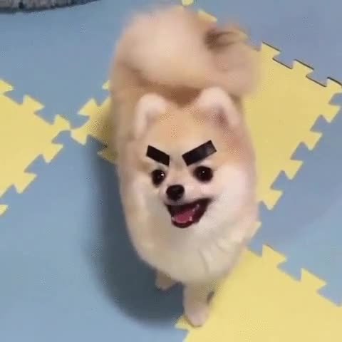 perro,groucho marx,le falta el puro,pomsky,pomerania