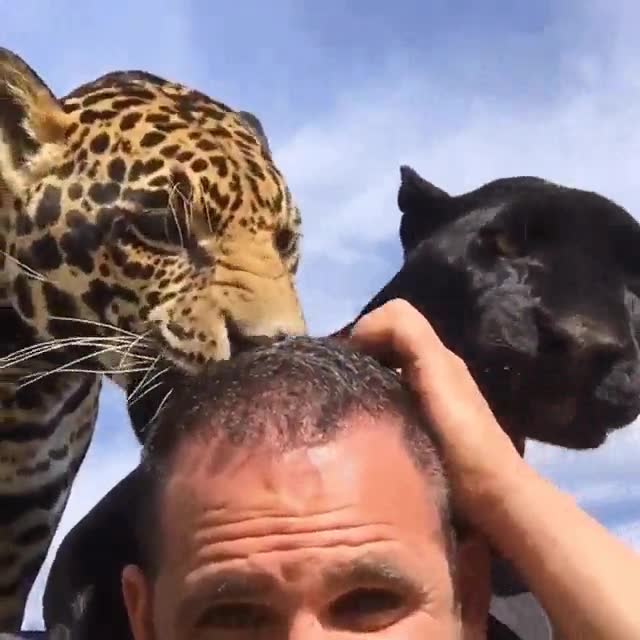 leopardo,jaguar,lengua,lamer,limpiar,gesto de aceptación