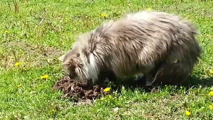 topo,gato,encima,ponerse,rascar,por aqu&iacute; ya no sales