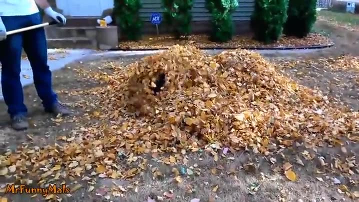 enemigo,perro,hojas secas,oto&ntilde;o,jugar,atravesar,diversi&oacute;n desenfrenada