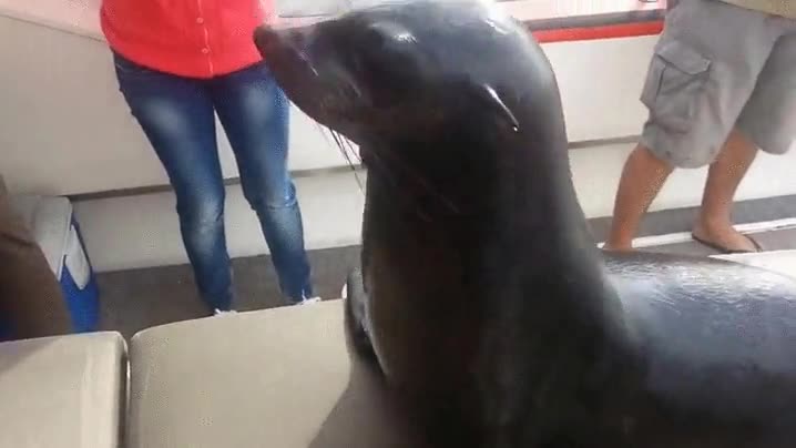 foca,leon marino,chocar,high five,barco,lancha,subir