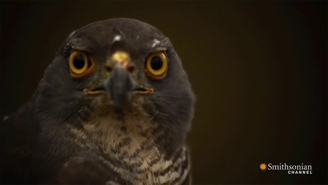 limpiaparabrisas,parpado transparente,aguila,halcon,parpadear