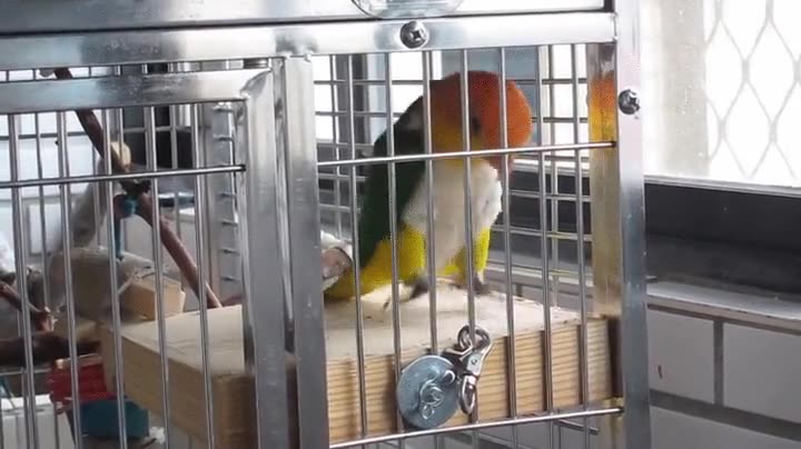 loro,locura,saltar,saltitos,estrés,ponerse muy nervioso,jaula,querer salir