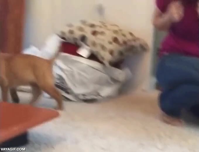 perro,cachorro,llevar,estirar,goma elastica,golden retriever