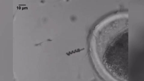 nanobot,impulsar,espermatozoides,fecundación,fecundar,ovulo,tecnologia