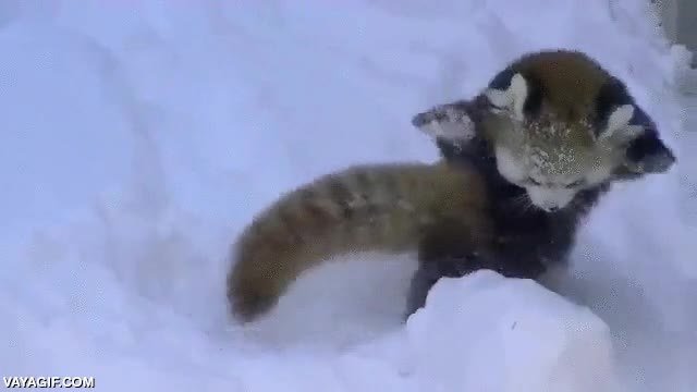 panda,oso,rojo,nieve,jugar,mi animal favorito