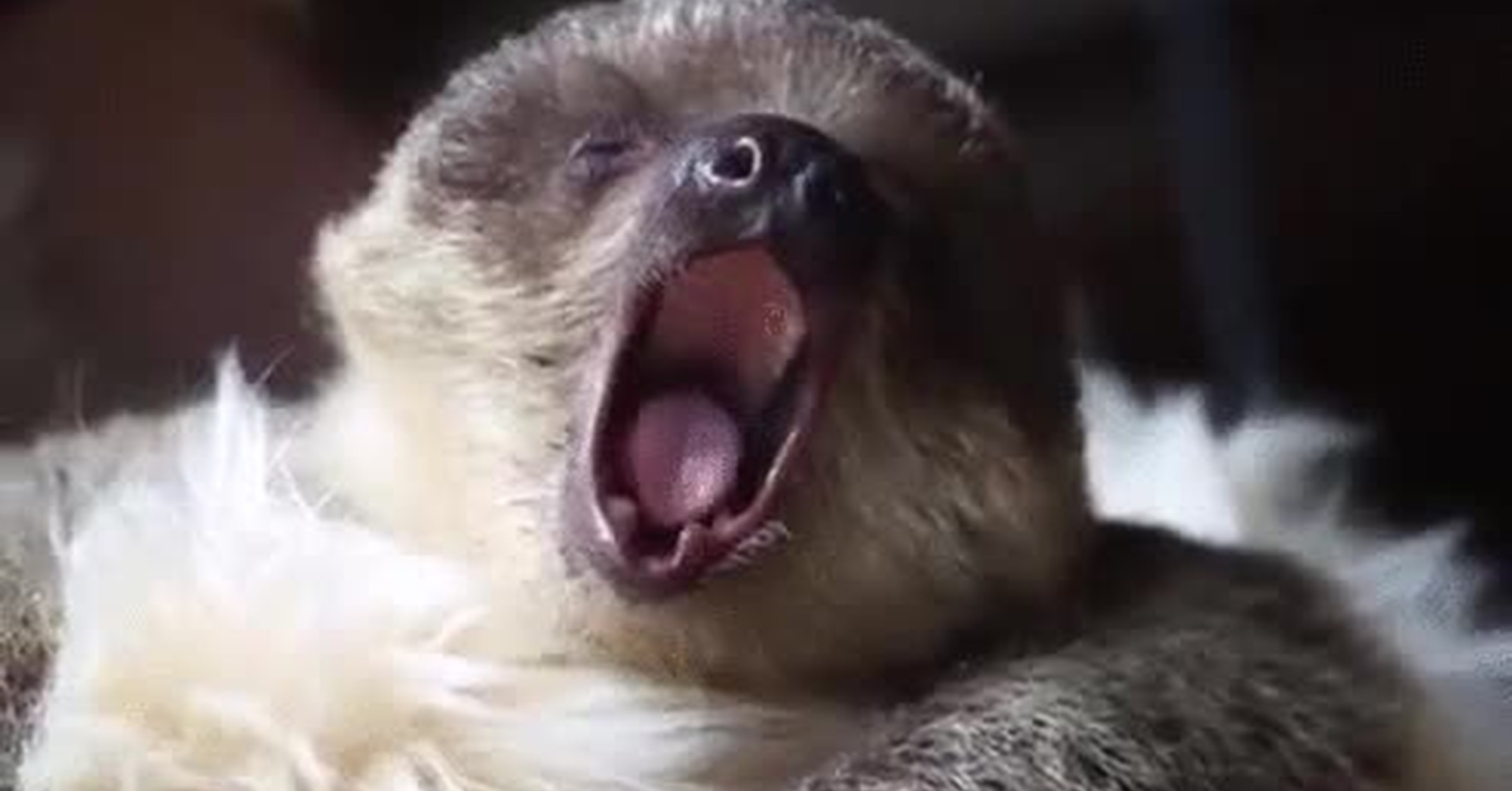 bebe perezoso bostezando gif