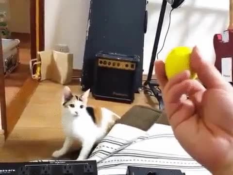 gato,juego,buscar,ninja,velocidad,deber