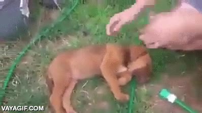 bañarse,baño,bañar,dormido,hacerse el muerto,perro,cachorro
