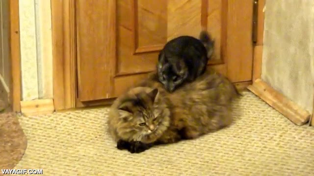 gato,chinchilla,familia completa,gato gordo,subirse