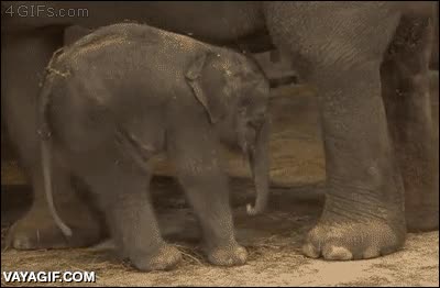 gravedad,afecta,elefantes,f&aacute;cil,volteretas