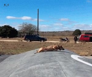 perro.can,deslizar,salto,agilidad